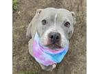 Adopt Tula a Gray/Silver/Salt & Pepper - with White Staffordshire Bull Terrier /