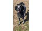 Adopt Clooney a Black - with Gray or Silver Standard Poodle / Mixed dog in