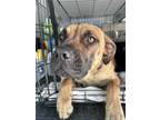 Adopt Tilly a Brown/Chocolate - with Black Boxer / Mastiff / Mixed dog in