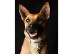 Adopt Brandy a Tan/Yellow/Fawn Shepherd (Unknown Type) / Mixed dog in Yreka