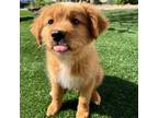 Adopt Sunny a Mixed Breed (Medium) / Mixed dog in Rancho Santa Fe, CA (41109123)