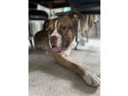 Adopt Brutus a White American Pit Bull Terrier / Mixed dog in Newport