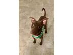 Adopt Icing a Brown/Chocolate - with White Whippet / Labrador Retriever / Mixed