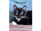 Adopt MISS BEAN a Black & White or Tuxedo Domestic Shorthair (short coat) cat in