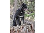 Adopt Pipper a Black - with White Border Collie / Mixed dog in Merritt