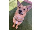 Adopt Cally *Good with adults* a Brown/Chocolate German Shepherd Dog / Mixed