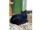 Adopt Parsnip a All Black Domestic Shorthair / Domestic Shorthair / Mixed (short