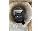 Adopt Dexy a All Black Domestic Shorthair / Domestic Shorthair / Mixed (short