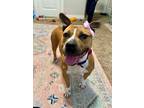 Adopt Molly Ann Little Angel a Tan/Yellow/Fawn American Pit Bull Terrier dog in