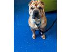 Adopt Hachi a Tan/Yellow/Fawn Shar Pei / Mixed dog in Indianapolis