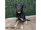 Adopt Quaker Oats a Shepherd (Unknown Type) / Mixed dog in Lexington