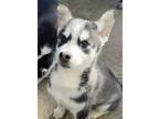 Adopt Knight a Siberian Husky / Mixed dog in Matawan, NJ (40875199)