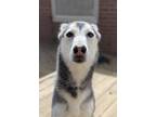 Adopt Nova a Siberian Husky / Mixed dog in Matawan, NJ (41174238)