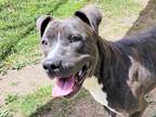 Adopt Cheers a Gray/Blue/Silver/Salt & Pepper Mixed Breed (Large) / Mixed dog in
