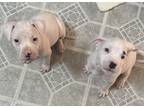 Adopt Puppies a White Terrier (Unknown Type, Medium) / Mixed dog in