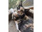 Adopt Tiana a Tortoiseshell Domestic Shorthair (short coat) cat in Sharon
