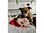 Adopt Captain a Brindle Shepherd (Unknown Type) / Boxer / Mixed dog in