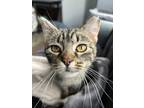 Adopt Tabby Annsbury a Brown Tabby Domestic Shorthair (short coat) cat in