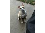 Adopt Ariel a Tan/Yellow/Fawn Pit Bull Terrier / Terrier (Unknown Type