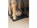 Adopt Johnny Boy a White Domestic Longhair / Mixed Breed (Medium) / Mixed (short