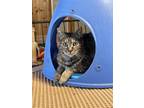 Adopt Kale a Brown Tabby Domestic Shorthair / Mixed Breed (Medium) / Mixed