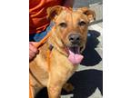 Adopt MINDY a Tan/Yellow/Fawn American Pit Bull Terrier / Mixed dog in