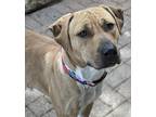 Adopt Gabe a Tan/Yellow/Fawn American Staffordshire Terrier / Tosa Inu / Mixed