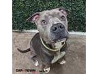 Adopt Zeus a Pit Bull Terrier / Mixed dog in Lexington, KY (41175362)