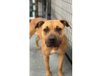 Adopt Myra a Red/Golden/Orange/Chestnut - with White American Pit Bull Terrier /