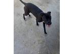 Adopt Latwanda a Black Labrador Retriever / Mixed dog in Mayfield, KY (40850971)