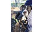 Adopt BERTREND a Black Mixed Breed (Large) / Mixed dog in Fernandina Beach