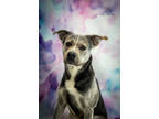 Adopt Sterling Silver a Merle Shepherd (Unknown Type) / Mixed Breed (Medium) /
