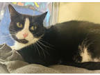 Adopt Aggie a All Black Domestic Shorthair / Domestic Shorthair / Mixed cat in
