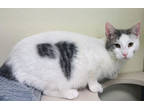 Adopt Timmy a White Domestic Shorthair / Mixed Breed (Medium) / Mixed (short