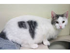 Adopt Timmy a White Domestic Shorthair / Domestic Shorthair / Mixed cat in