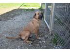 Adopt Dolce a Red/Golden/Orange/Chestnut Mixed Breed (Large) / Mixed dog in