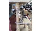 Adopt Cinderella a Brown Tabby Domestic Shorthair / Mixed (short coat) cat in