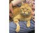 Adopt Ed Sheeran a Orange or Red Domestic Shorthair / Mixed (short coat) cat in