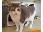 Adopt Missy a Domestic Shorthair / Mixed (short coat) cat in Skippack