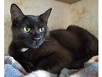 Adopt Star a All Black Domestic Shorthair / Mixed (short coat) cat in Skippack