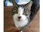 Adopt Gimli a Domestic Shorthair / Mixed (short coat) cat in Skippack