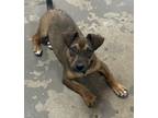 Adopt Bran a Brown/Chocolate - with Black Shepherd (Unknown Type) / Mixed Breed