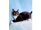 Adopt Frito a Black (Mostly) Domestic Shorthair (short coat) cat in Hornell