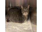 Adopt BRISKET a Gray or Blue Domestic Shorthair / Domestic Shorthair / Mixed cat