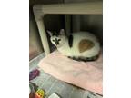 Adopt Chessie a White Domestic Shorthair / Domestic Shorthair / Mixed cat in