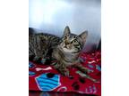 Adopt Adam a Tiger Striped Domestic Shorthair (short coat) cat in Hornell