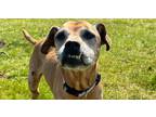 Adopt Tilly Belle a Tan/Yellow/Fawn Beagle / Boxer dog in mishawaka
