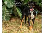 Adopt One Particular Harbour a Tricolor (Tan/Brown & Black & White) Hound