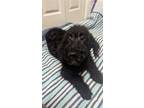 Adopt TobyKeith a Black Labrador Retriever / Poodle (Miniature) / Mixed dog in