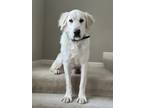 Adopt Milo a White Great Pyrenees / Mixed dog in St Peters, MO (41176312)